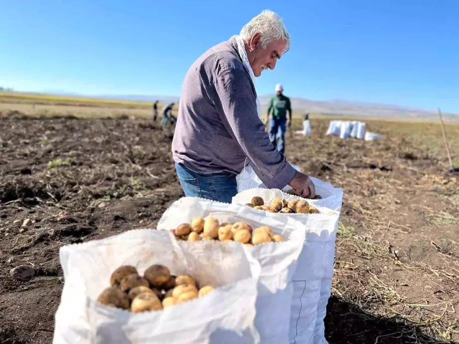 Arpaçay'da Kışlık Patates Hasadı Başladı