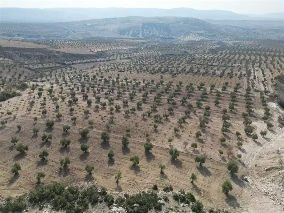 Kilis'te Sahte Zeytinyağı Uyarısı