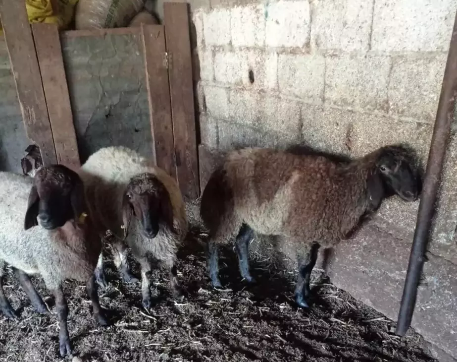 Başboş Köpekler Tarsus'ta Koyunları Telef Etti