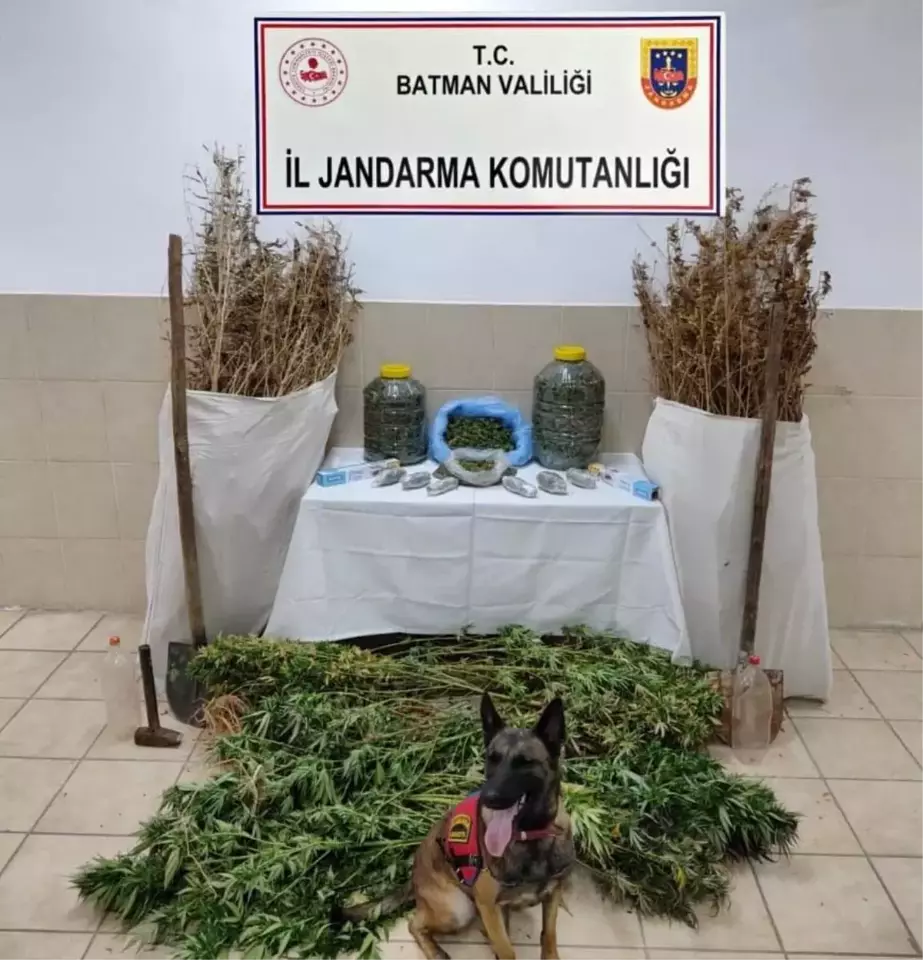 Batman'da Jandarma, 12 Kilo Esrar ve 10 Kök Kenevir Ele Geçirdi