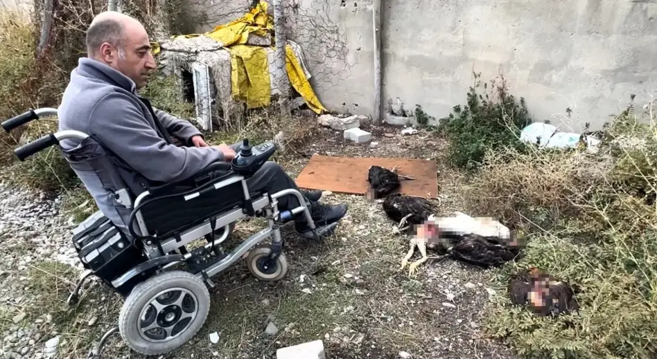 Başıboş Köpekler Yüksekova'da Tavukları Telef Etti