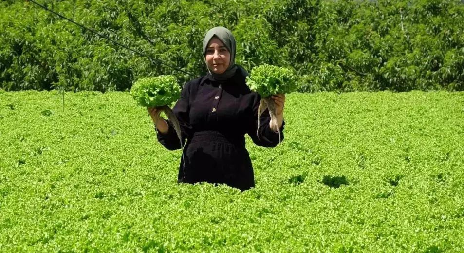 Erzincan'da Kış Salataları İçin Marul Yetiştiriciliği Artıyor