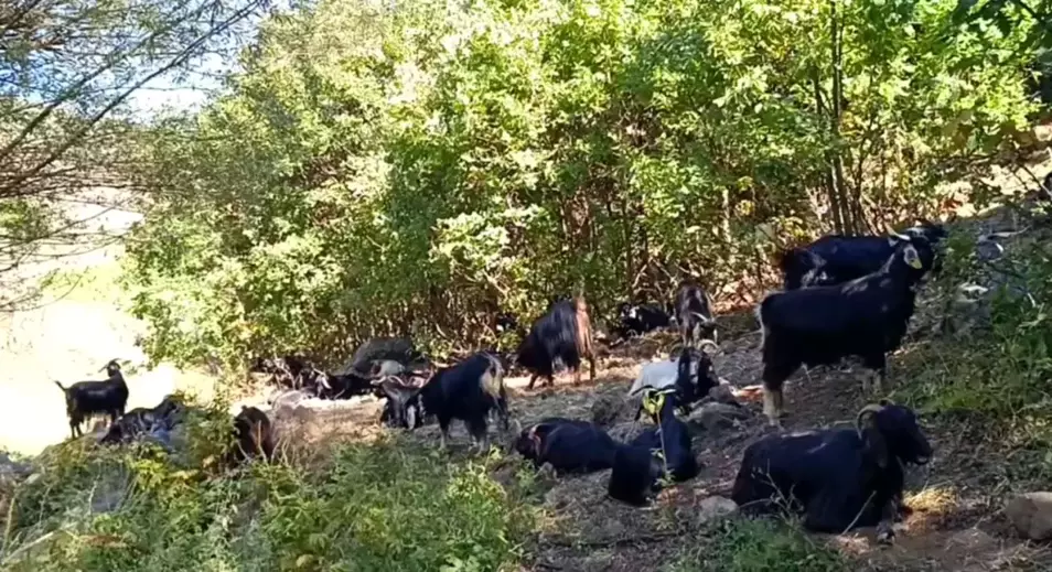 Muş'ta Kurt Saldırıları Köylüleri Tedirgin Ediyor